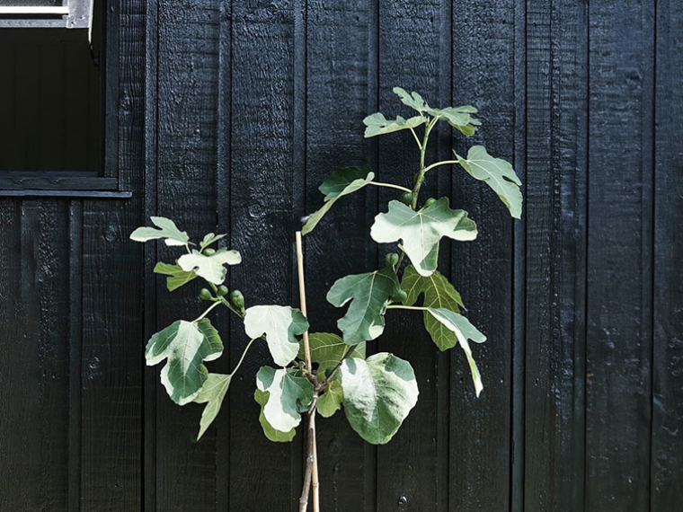 Sort trævæg med en plante kravlende op af. 
