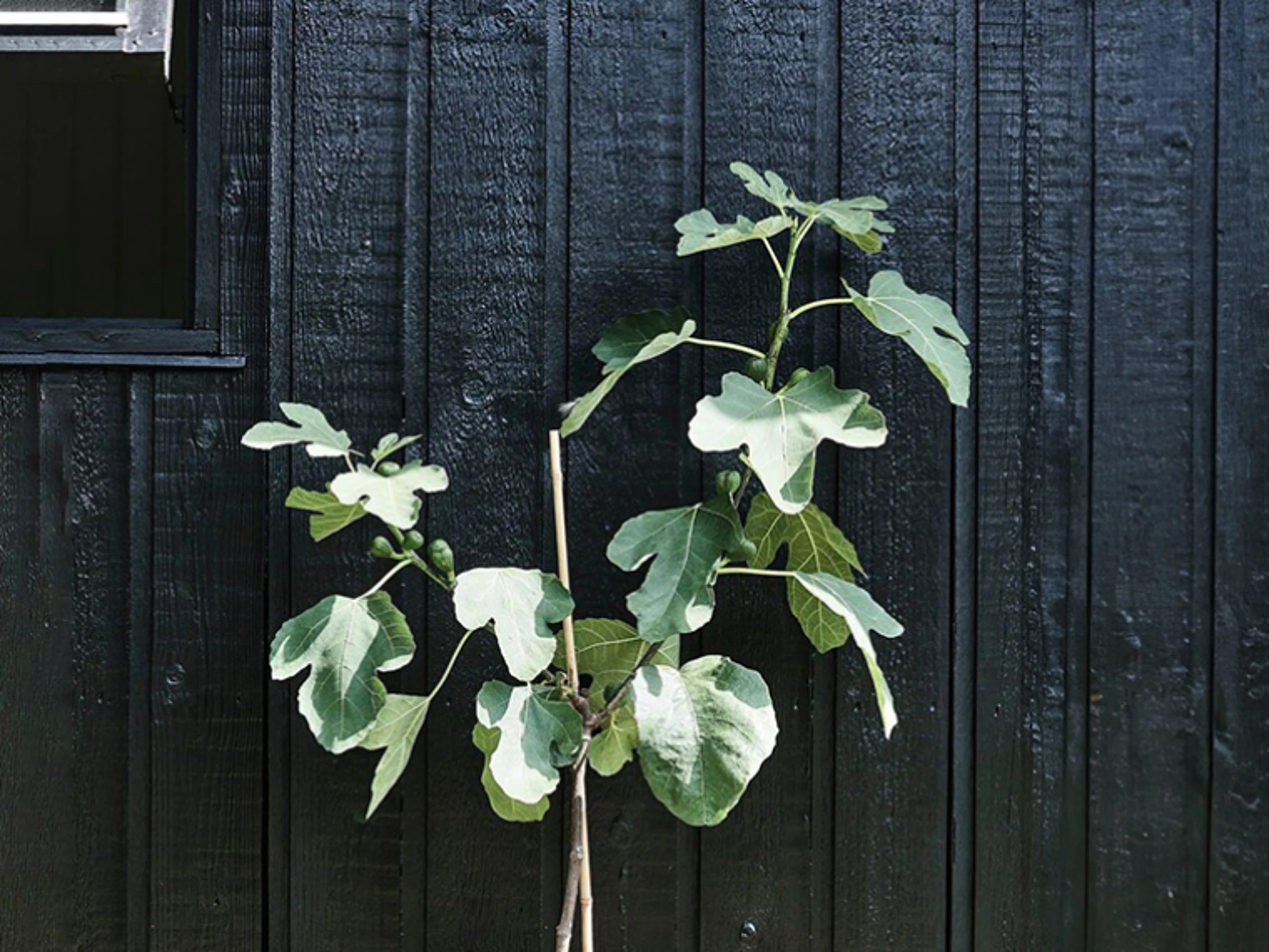 Sort trævæg med en plante kravlende op af.