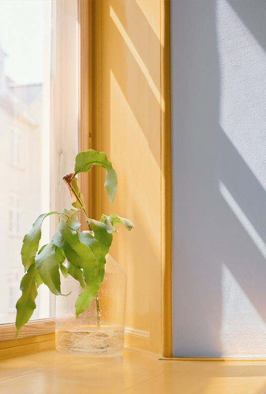 Grøn plante ved gul vindueskarm og lyseblå væg.
